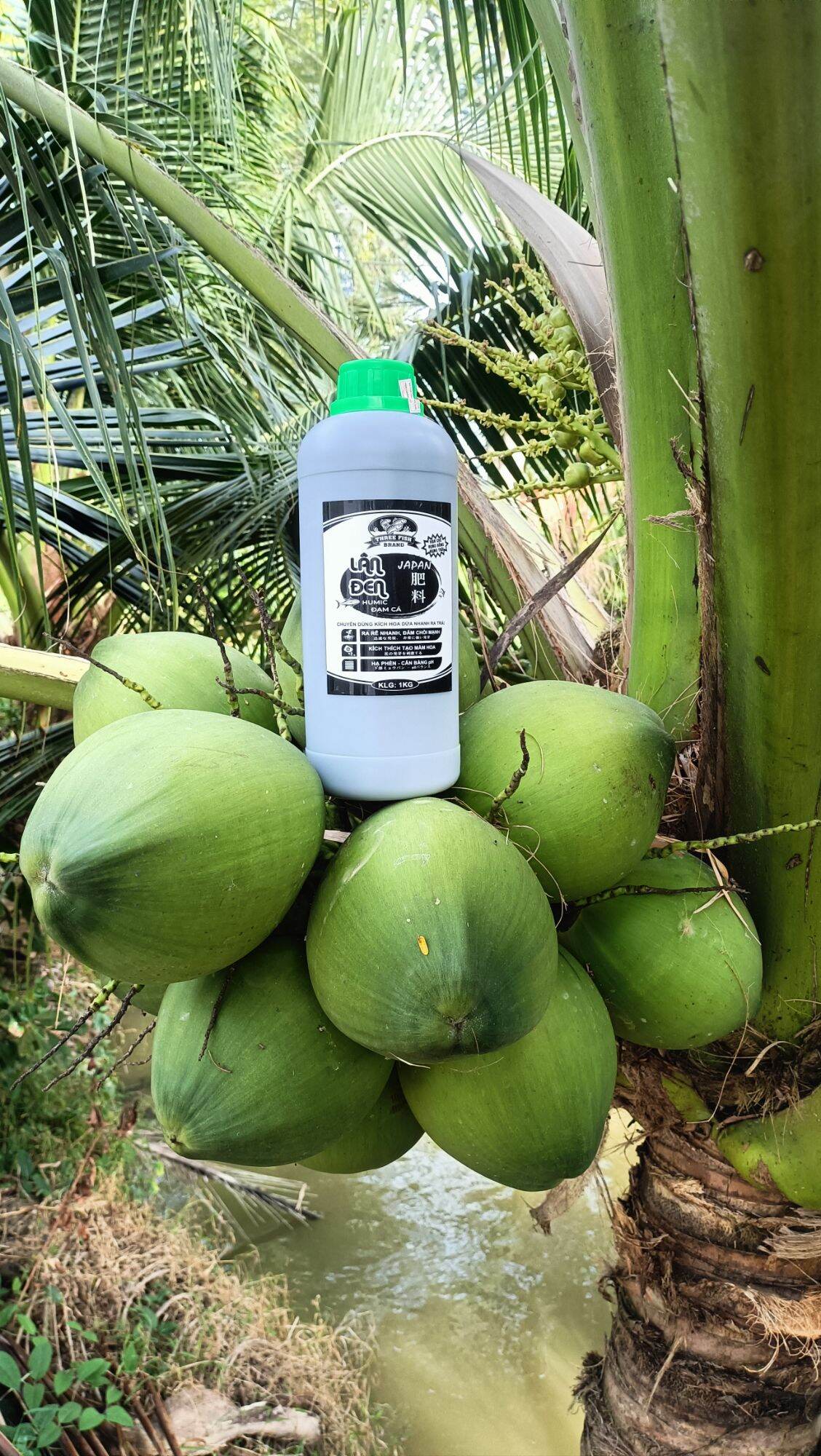 Ra hoa dừa - humic tăng tốc ra hoa dừa