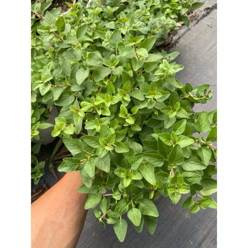 Chậu kinh giới cay oregano - Cây bụi lớn - Gia vị tây