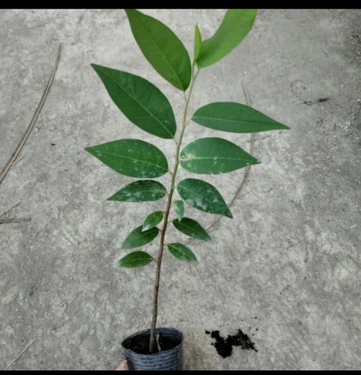 Cây giống bình bát bầu đất cao hơn 20cm