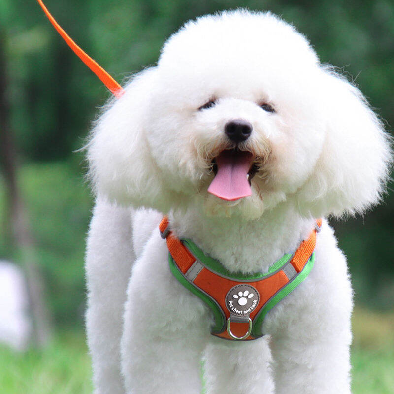 Dây dắt chó dây đeo ngực dây dắt chó dây dắt chó dây xích chó kiểu áo ba lỗ chó poodle chó