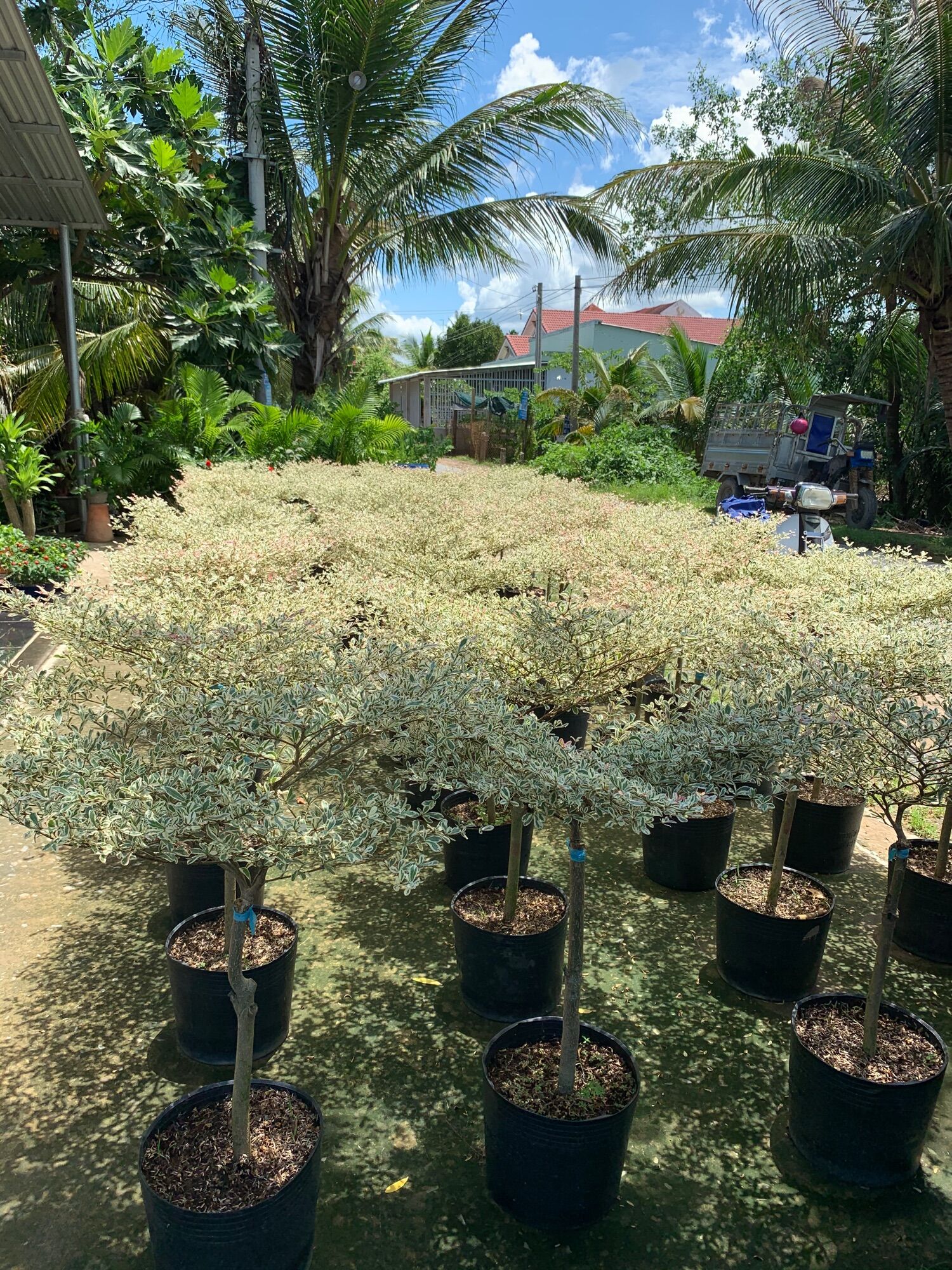 Cây bàng cẩm thạch nhật bản