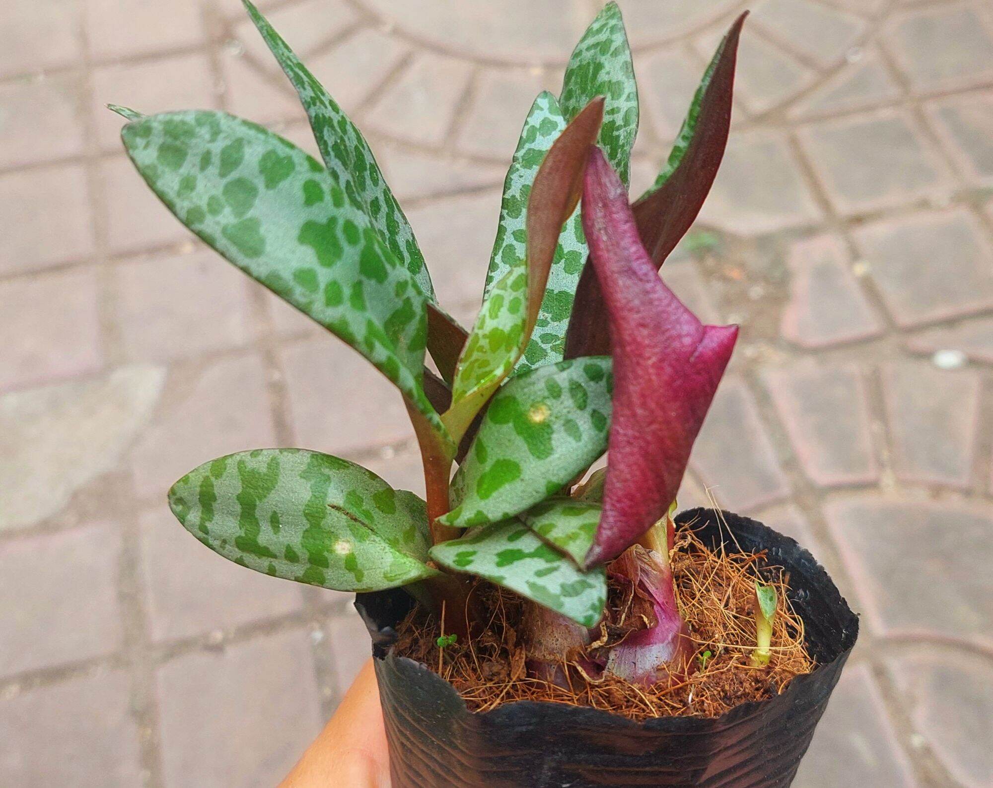 Sen đá hồ lô size bầu