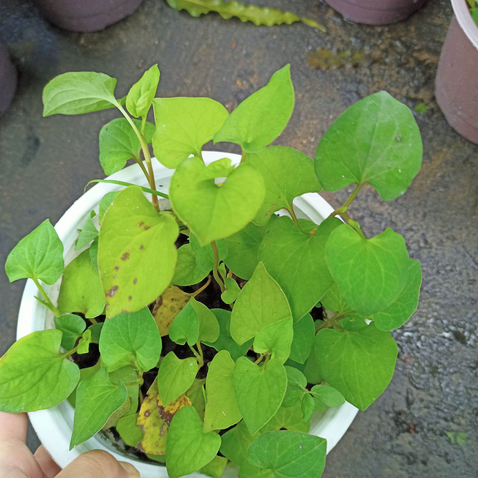 Chậu cây rau diếp cá, bầu rễ ổn định