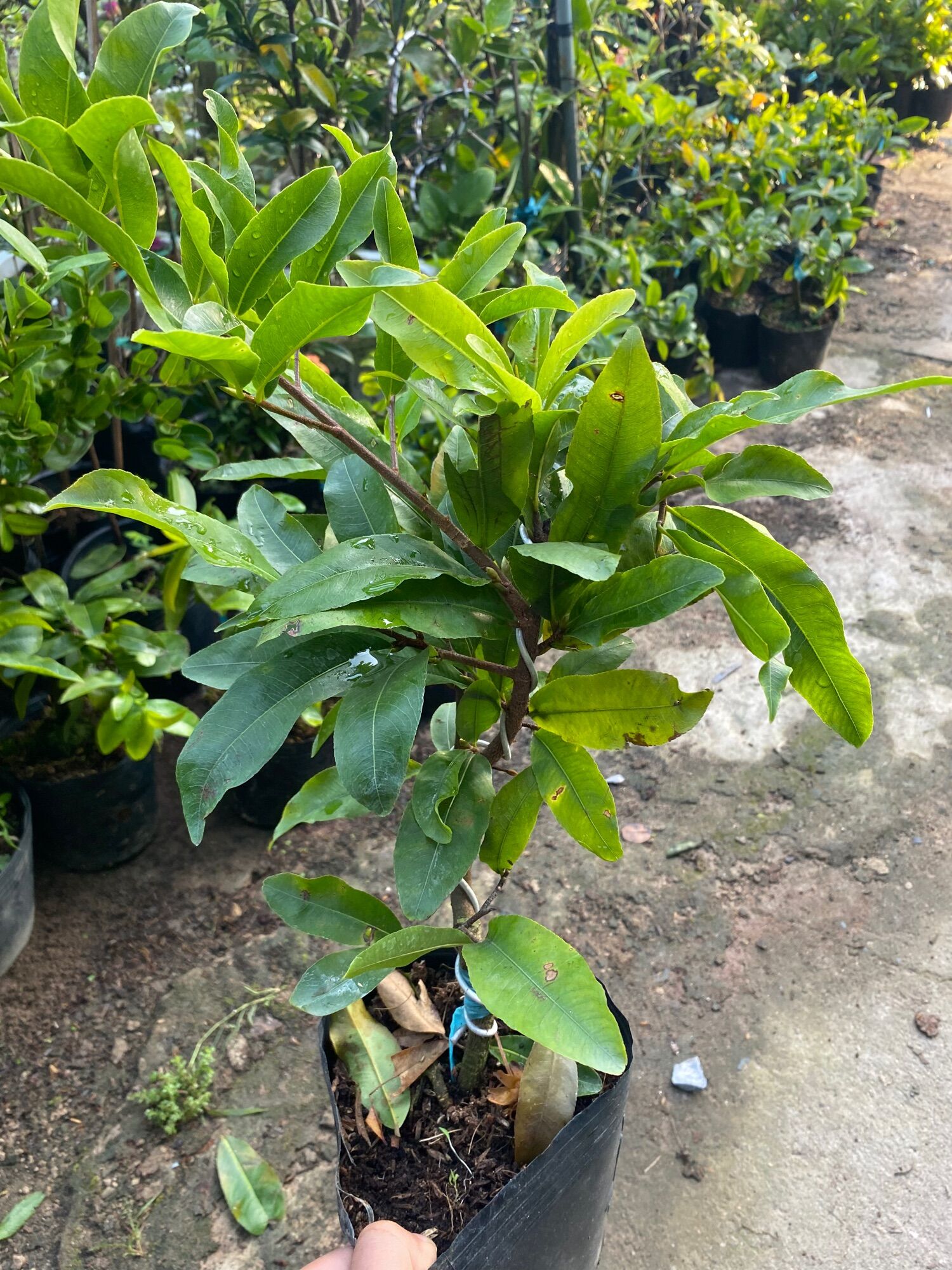 Conbo 3 cúc thọ hương ( cao 40-50cm )