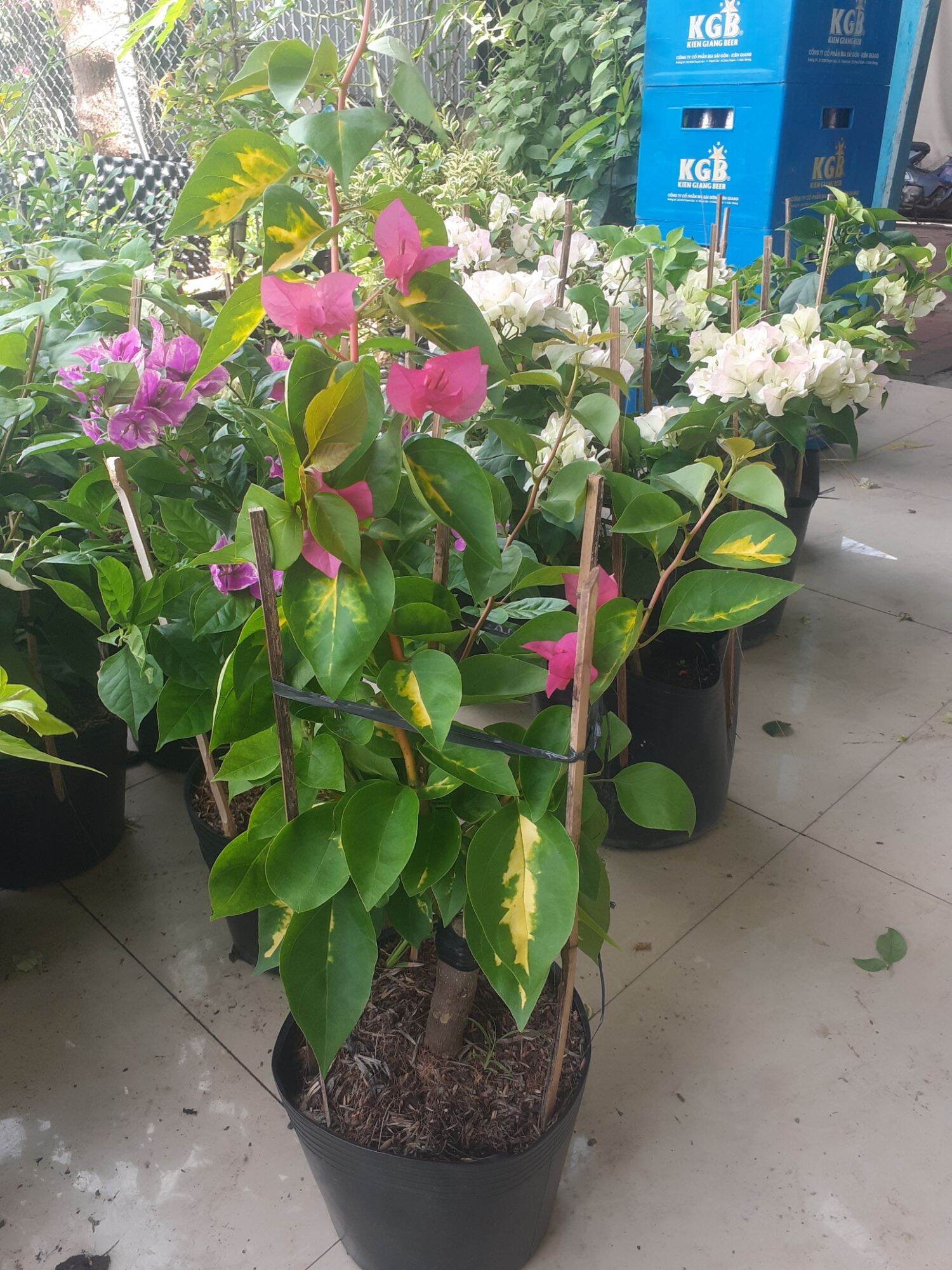 Cây Hoa giấy phượng hoàng lửa