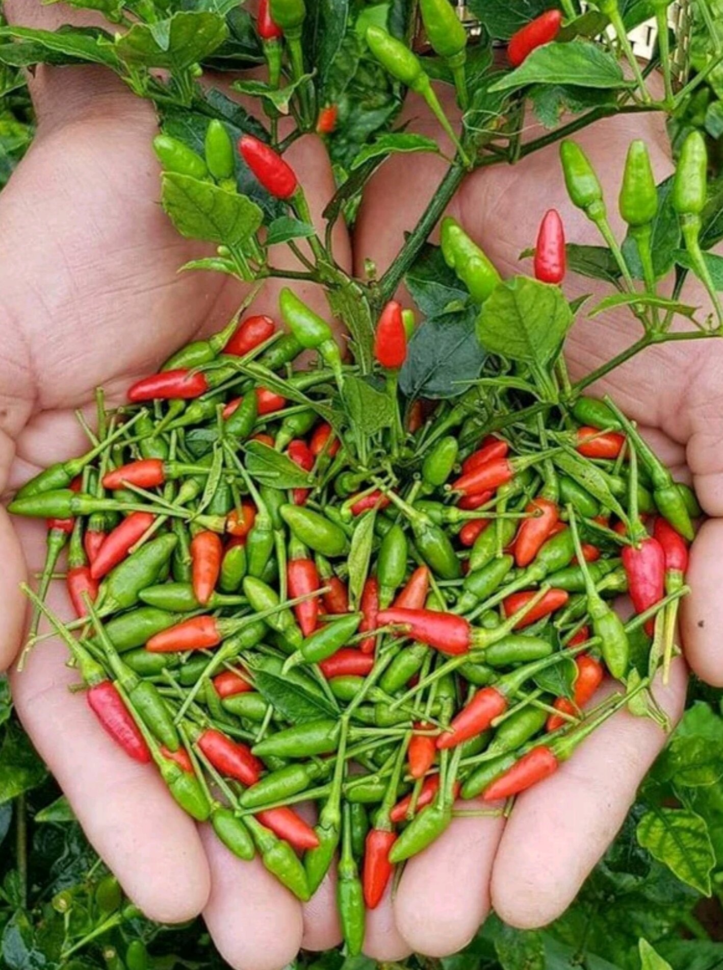 Combo 02 cây ớt xiêm thái xanh - trắng
