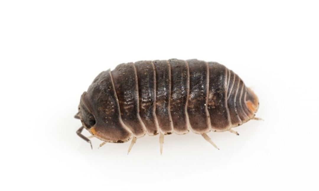 Murina cubaris isopod (10 con)