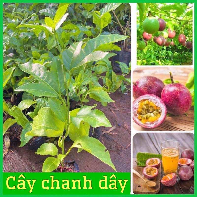 Cây chanh leo tím