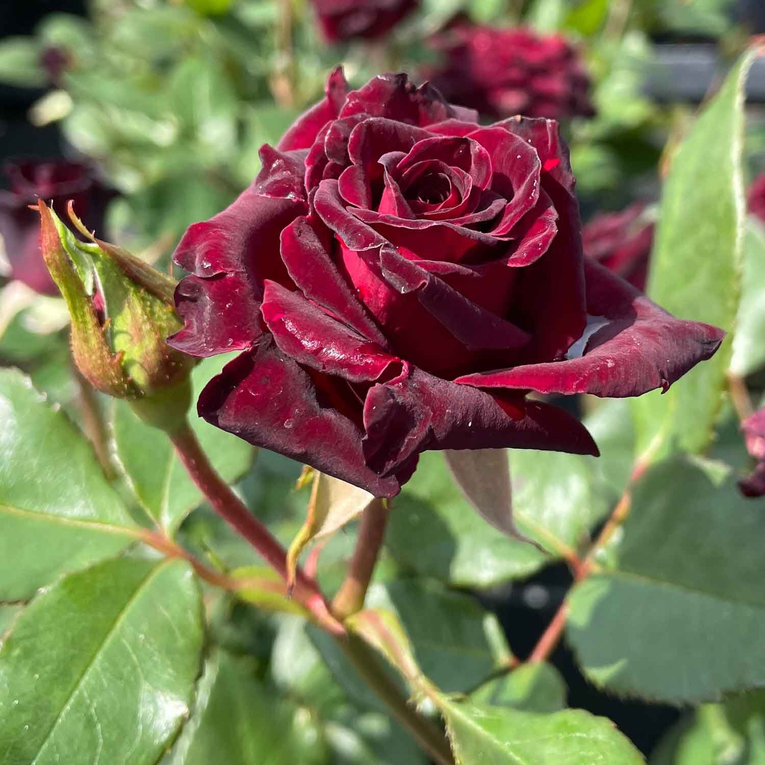 Hoa hồng bụi Abracadabra Rose - phù thuỷ đen