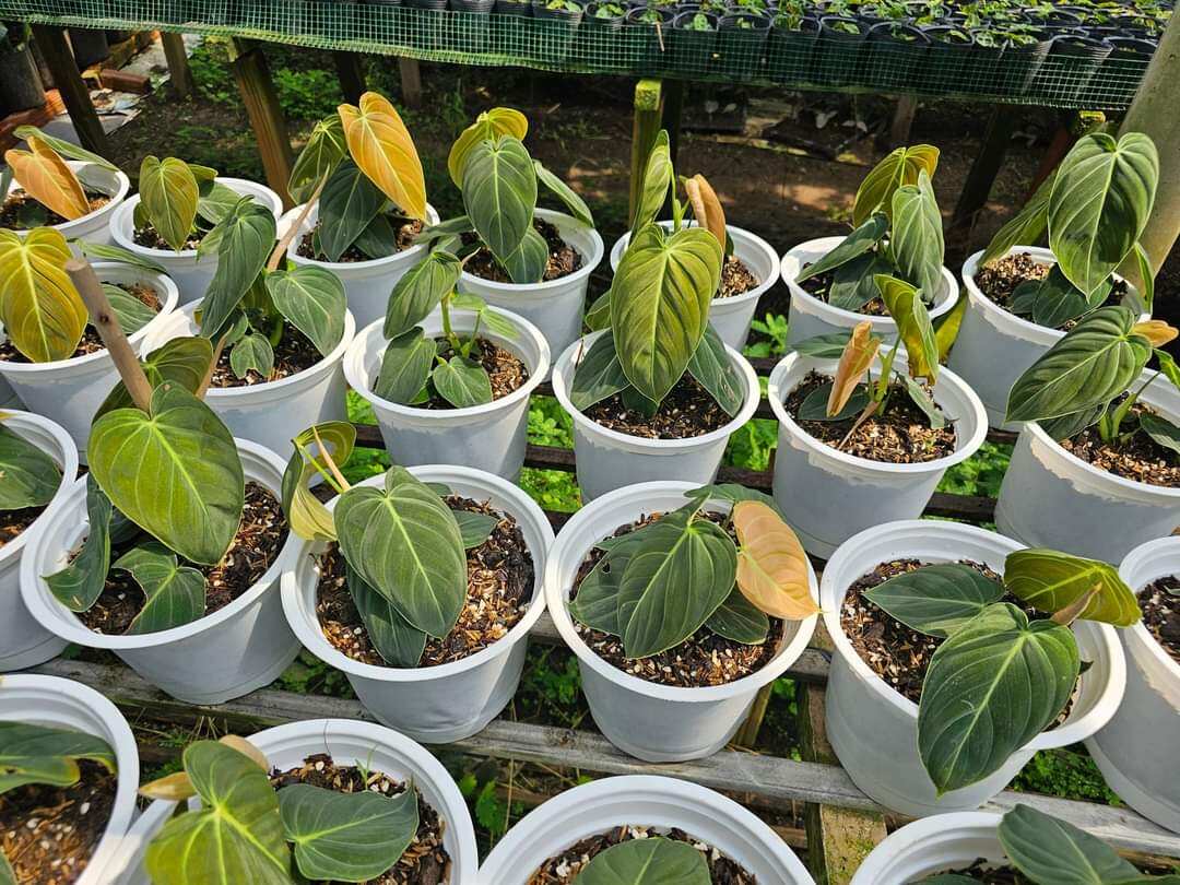 Cây philodendron melano