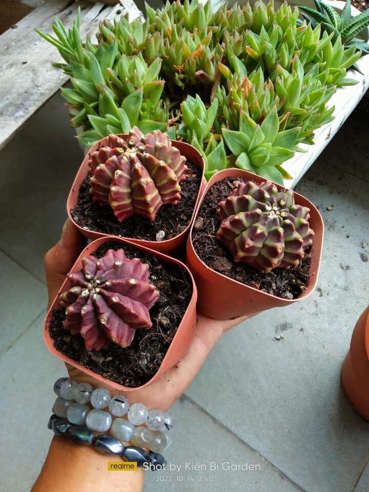 Cây xương rồng gymnocalycium ngẫu nhiên như ảnh