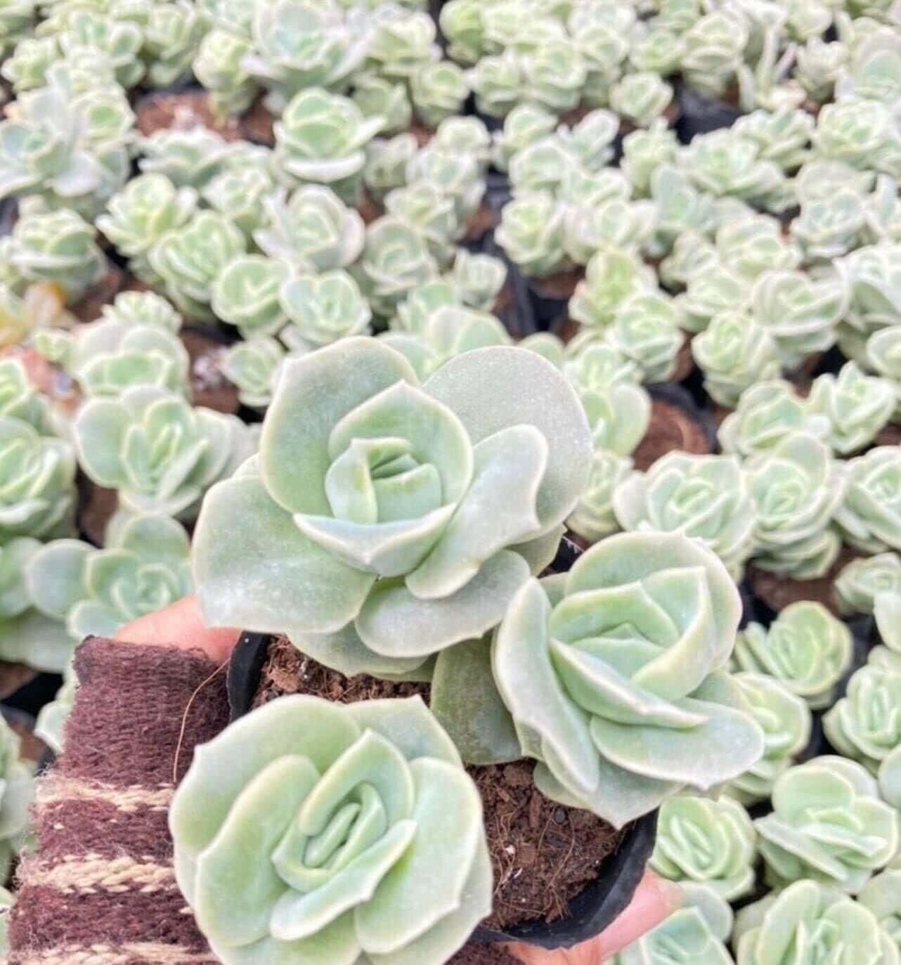 Sen đá hoa hồng cute size bầu