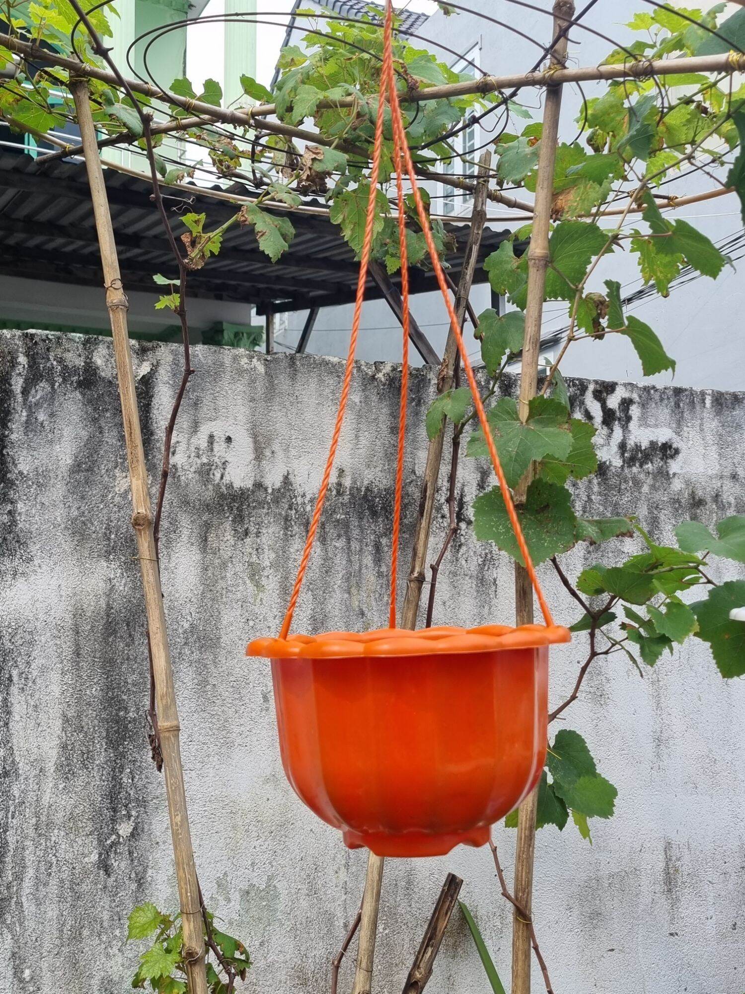 Chậu bí treo size 22cm