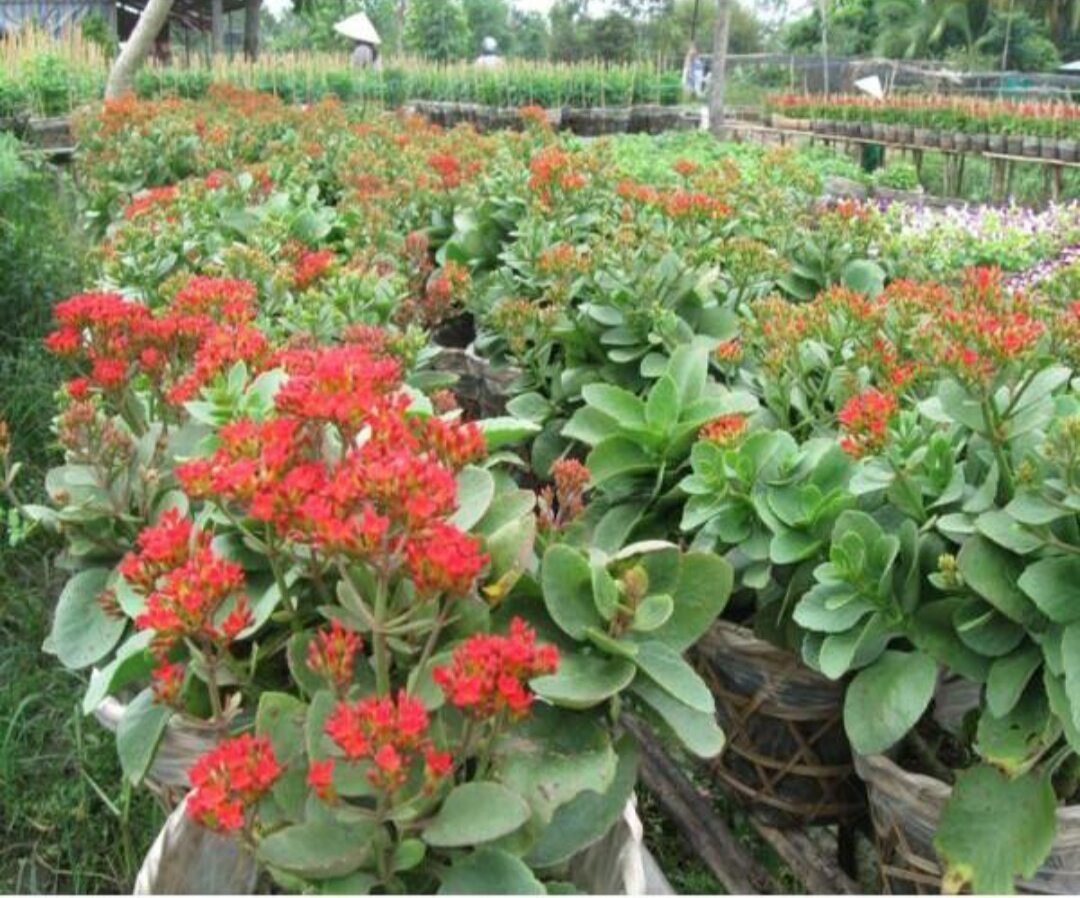 CÂY Sống Đời Đỏ - Sống Đời trồng Chậu