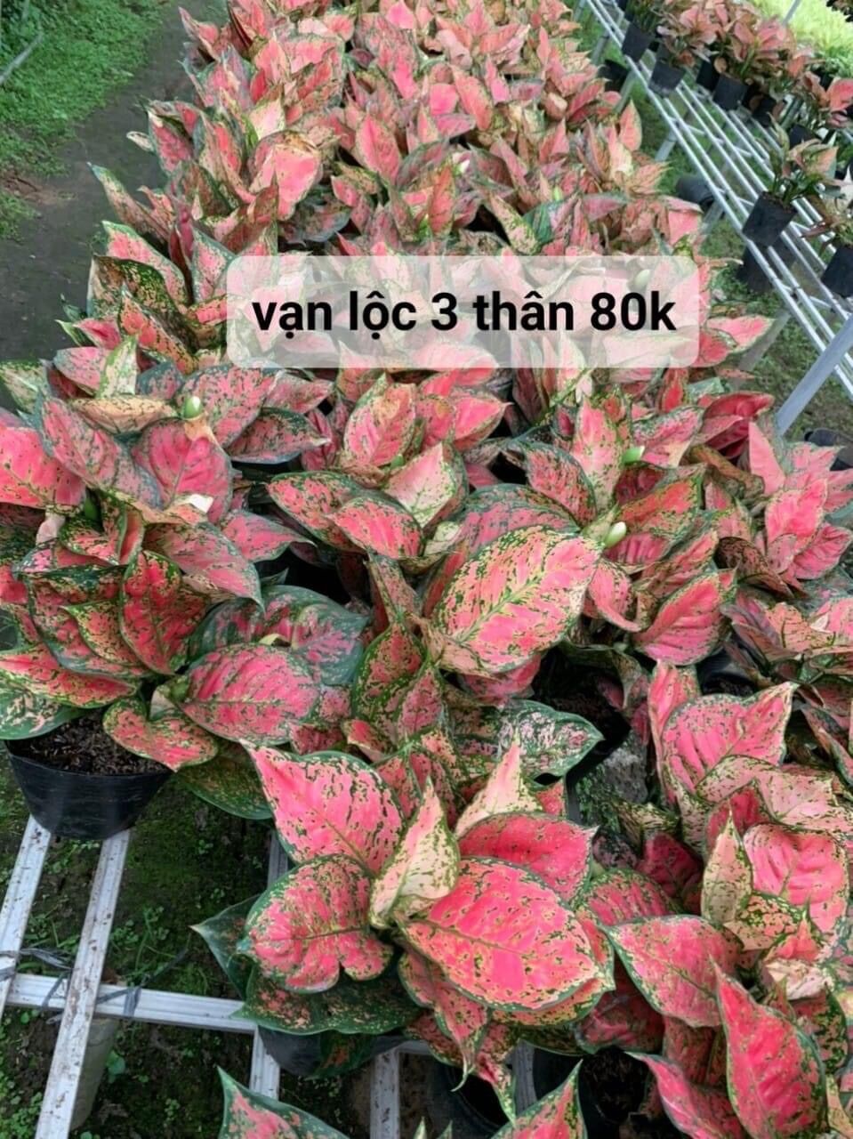 Chậu cây vạn Lộc 3 thân