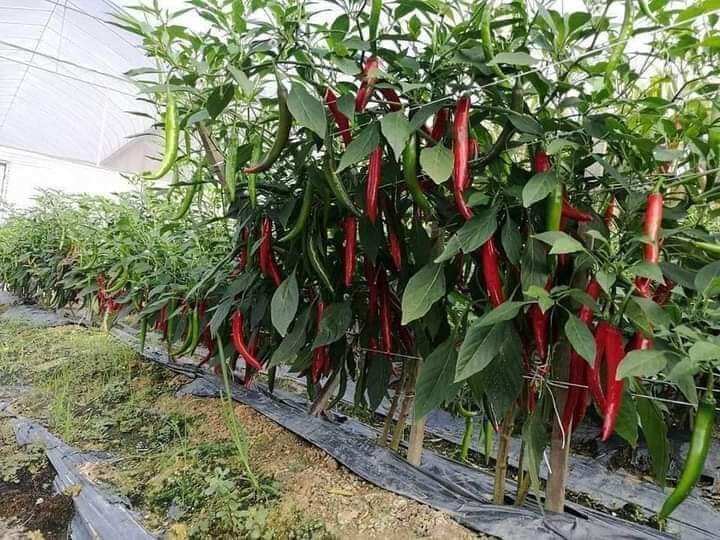 Hạt giống ớt chỉ địa