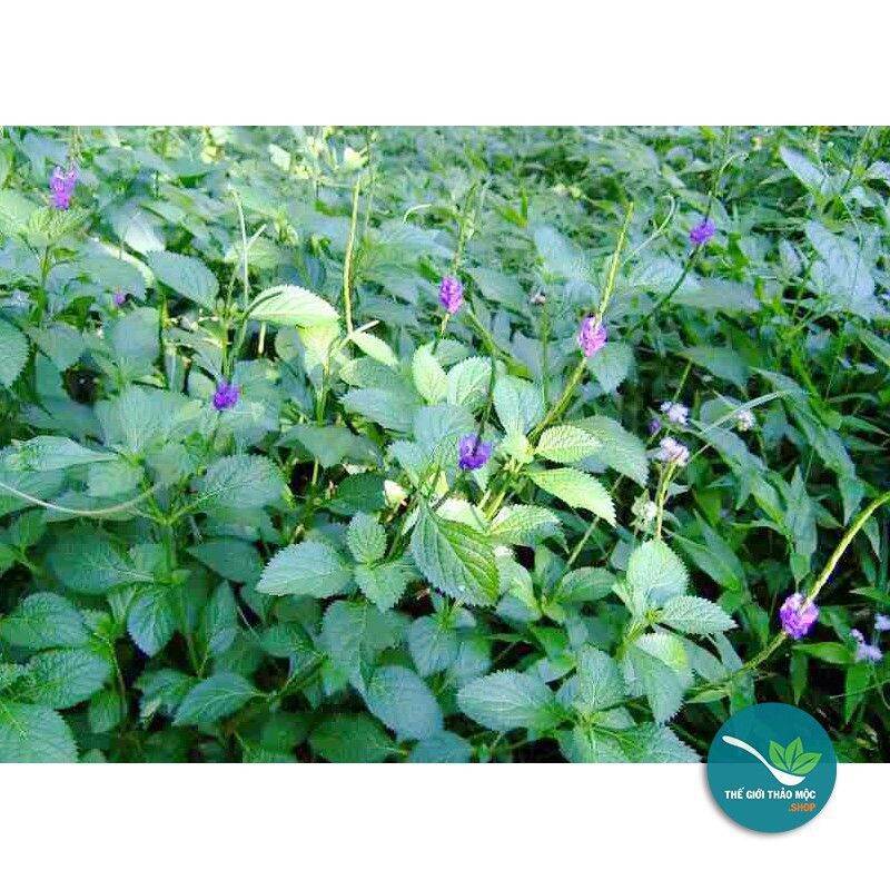 5 cây đuôi chuột giống
