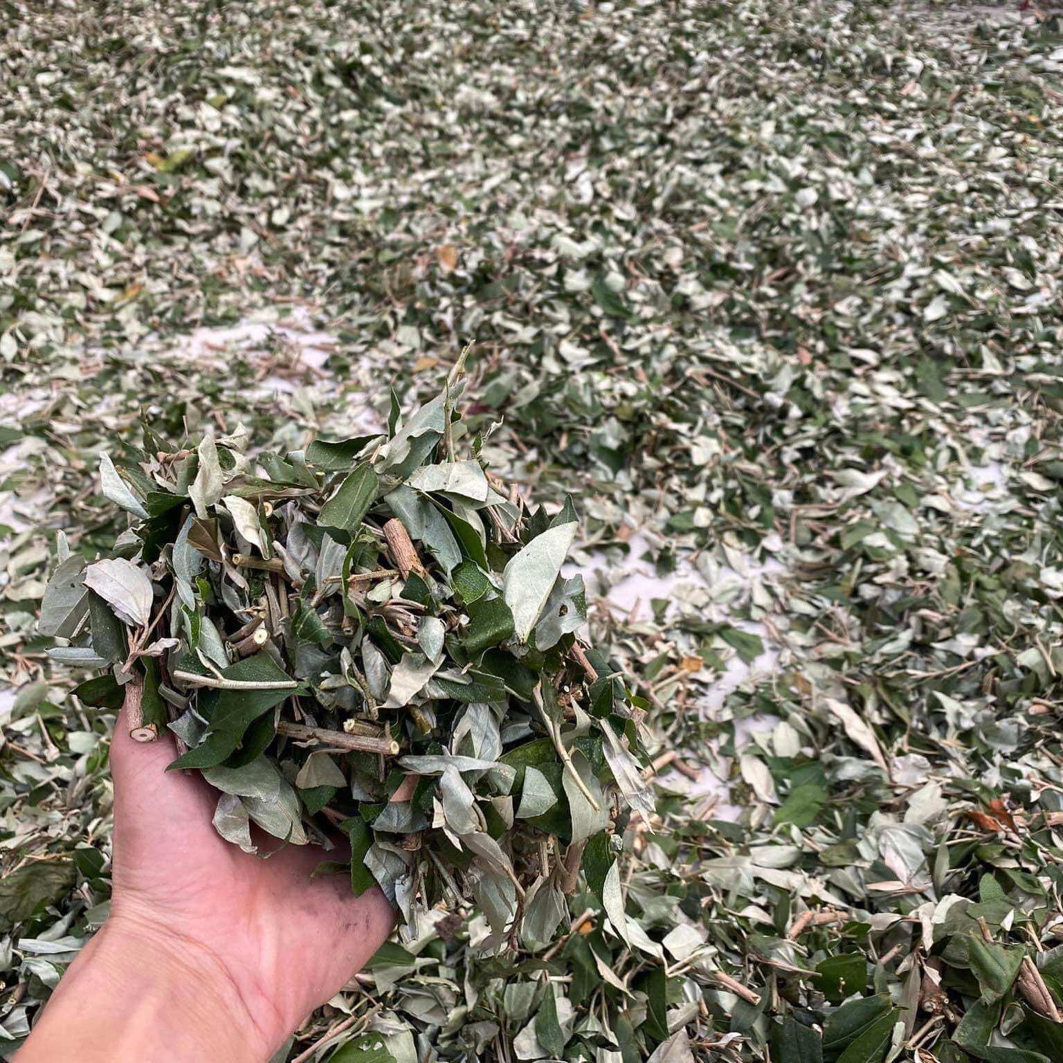 [ Shop Mới ] 1kg Khổ Sâm mới, khô, sạch