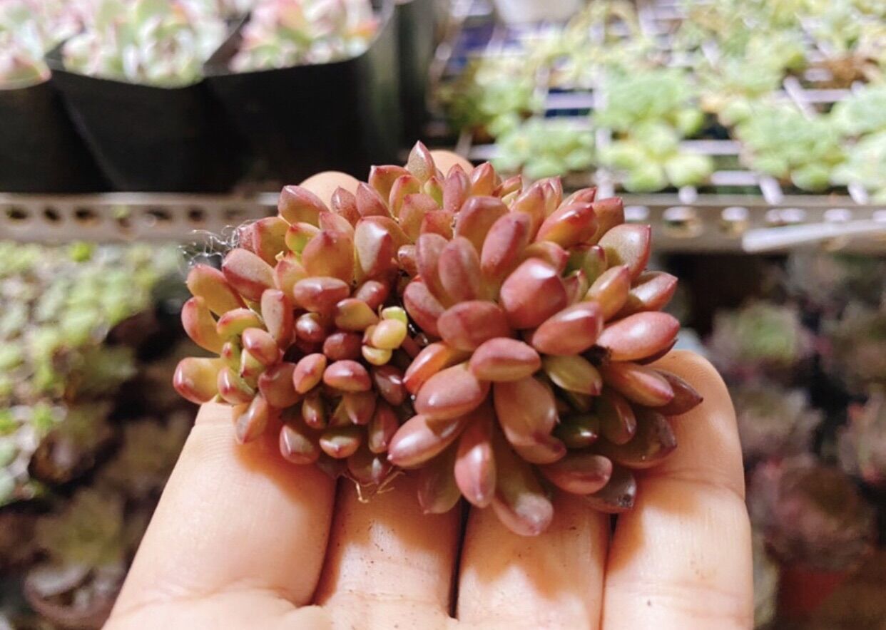 Sen đá ruby đỏ bụi mini nhiều đầu