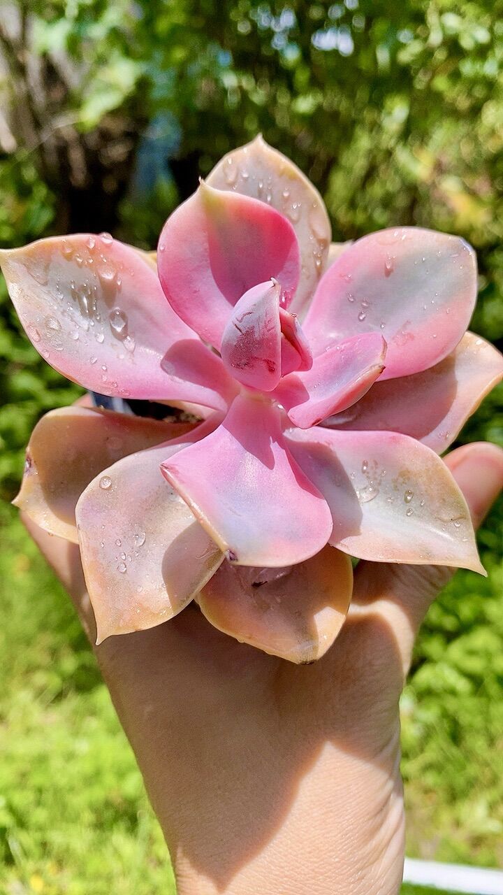 Sen đá Hồng dâu var