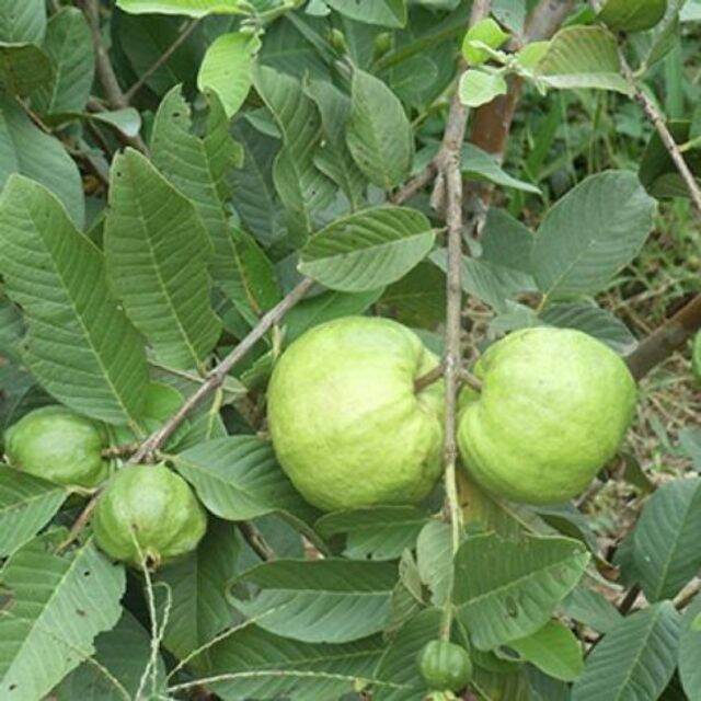 Cây ổi nữ hoàng cây đẹp, cao 80cm.