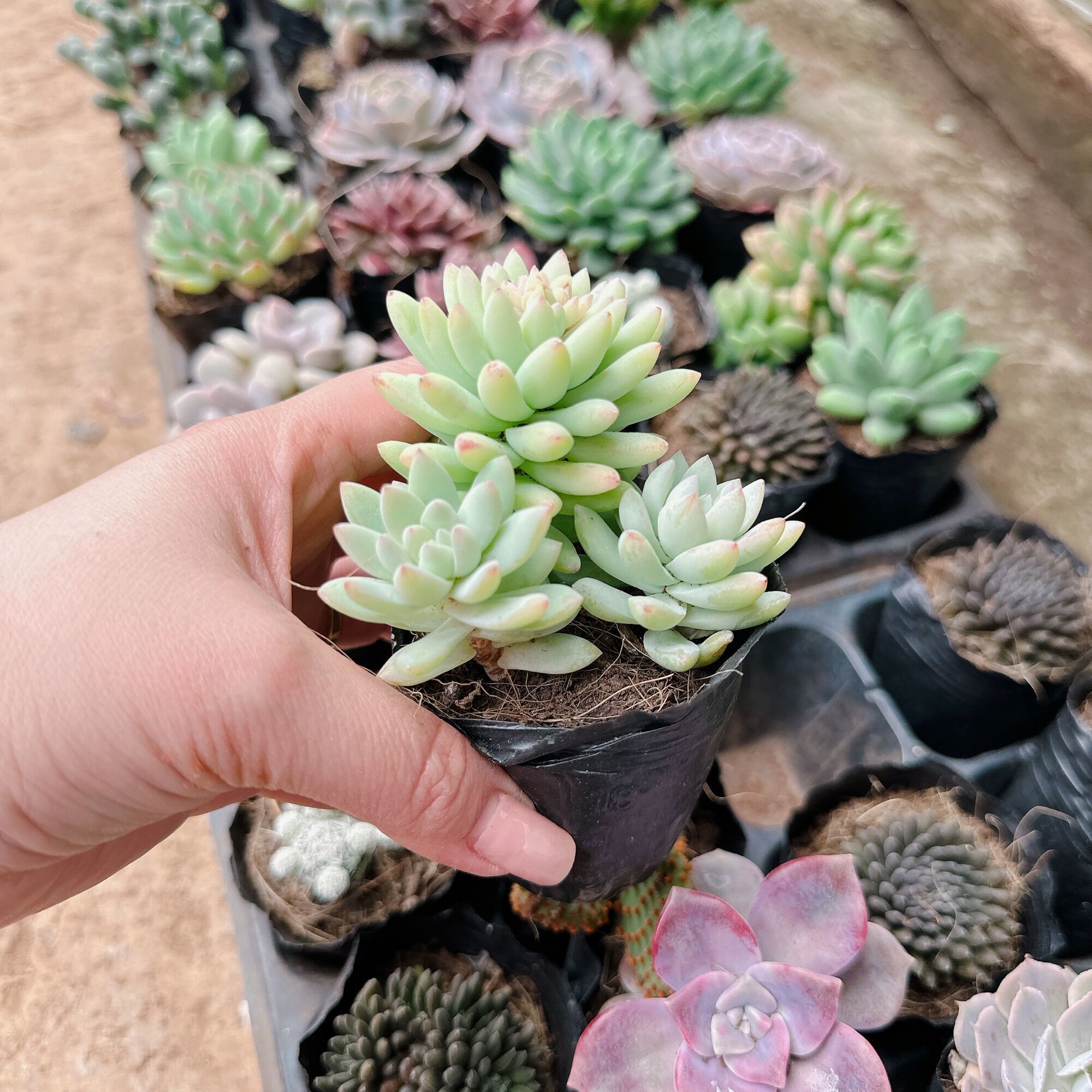 Sen đá chuỗi ngọc lam size bầu 3-5cm