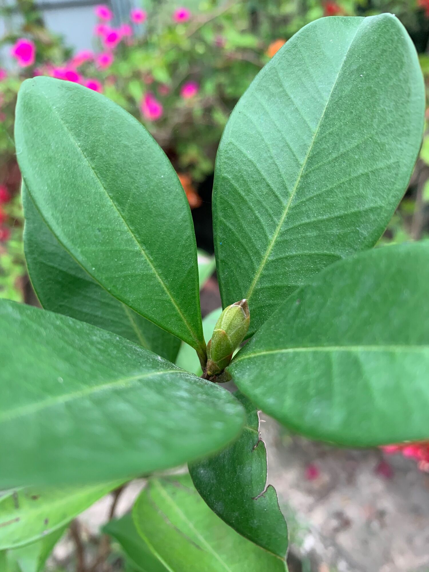 Phân hữu cơ dạng viên nén