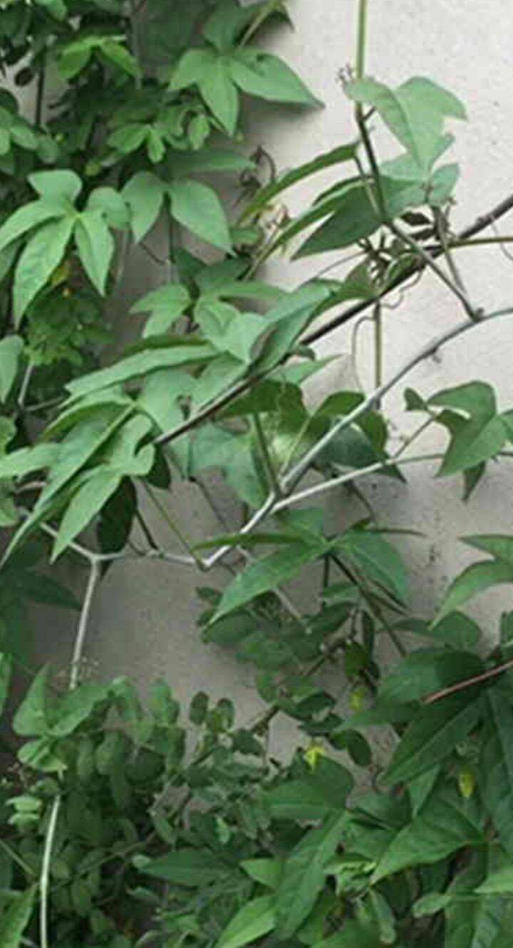 Cây Chìa vôi