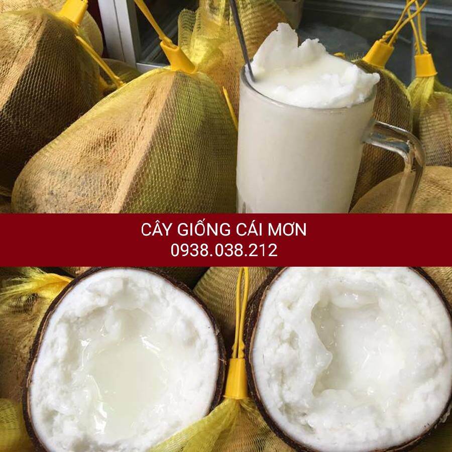 CÂY GIỐNG DỪA SÁP ( BAO CHUẨN GIỐNG )