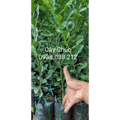 CÂY GIỐNG CHANH THÁI / CHANH CHÚC / CÂY CHÚC