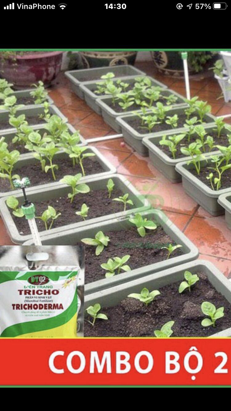 Trichoderma Điền Trang Chế phẩm men vi sinh 1 kg