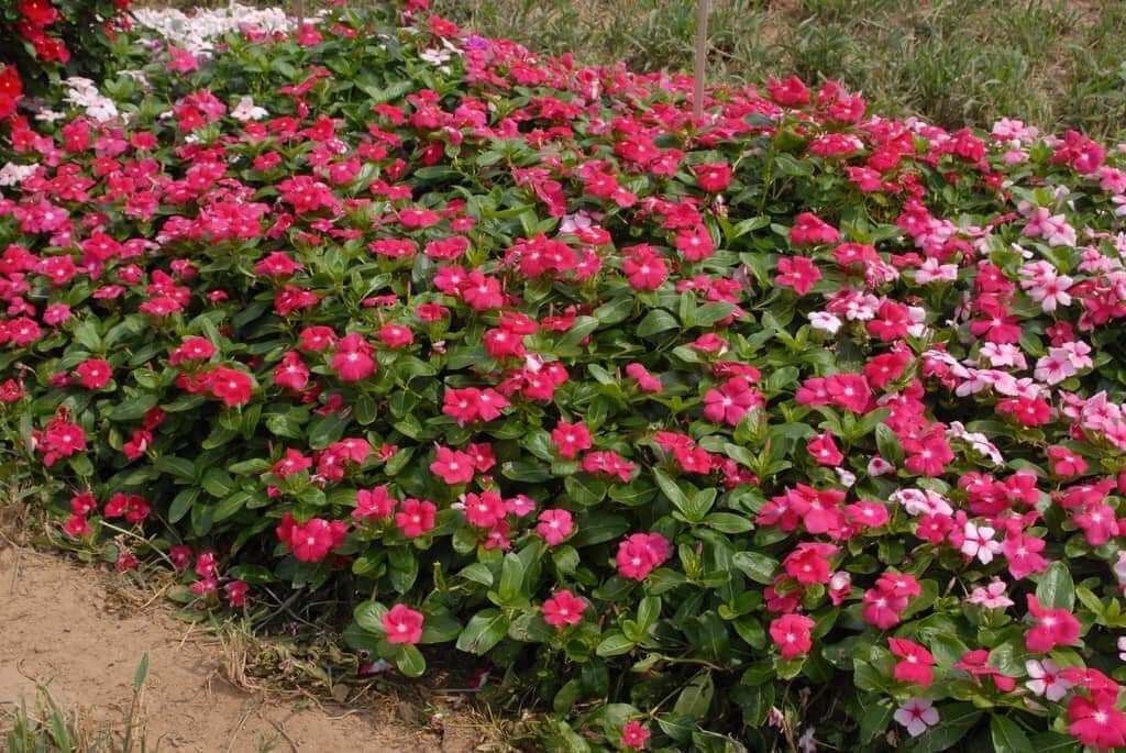 Hạt giống hoa dừa cạn(1 gói 200 hạt) HOA TẾT