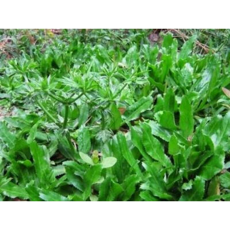 15 Cây con giống ngò gai/ mùi tàu