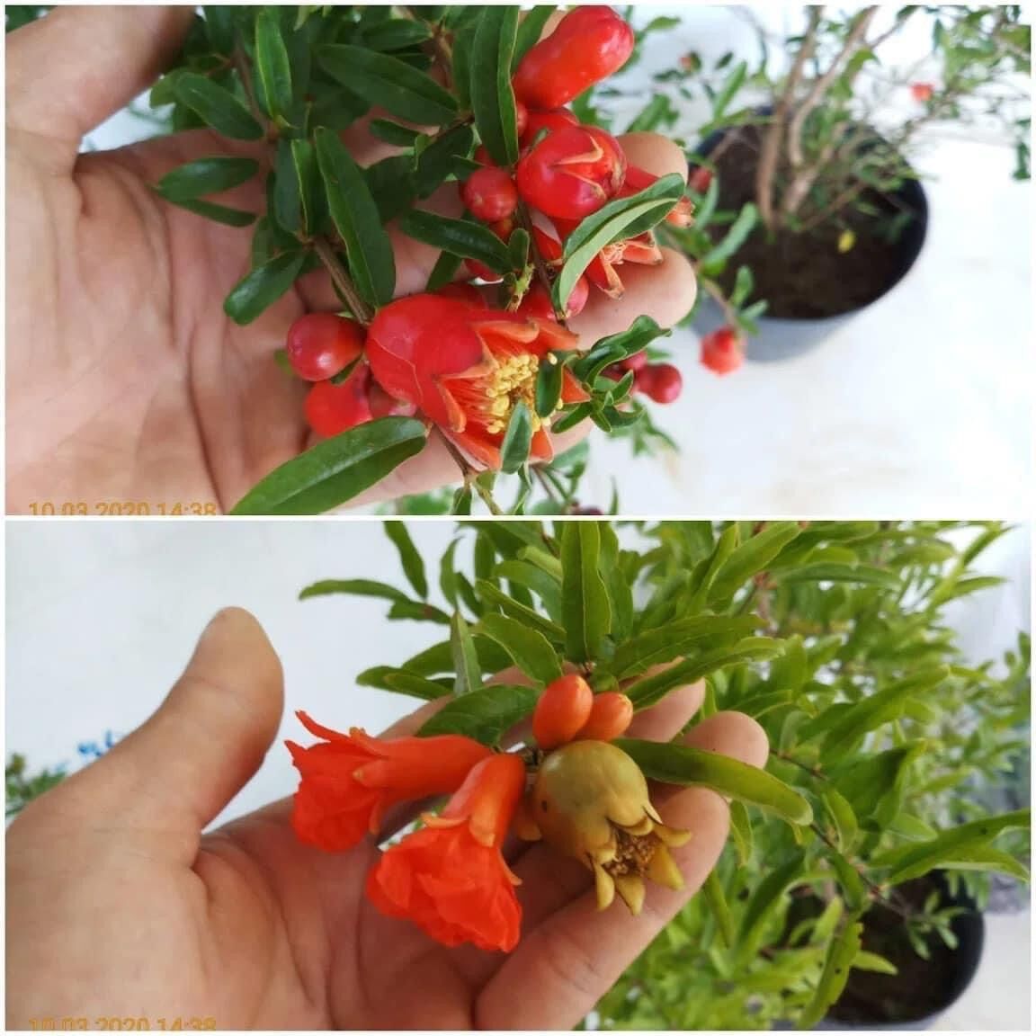 Cây lựu đỏ Ấn Độ - trái to, màu đỏ, rất ngọt