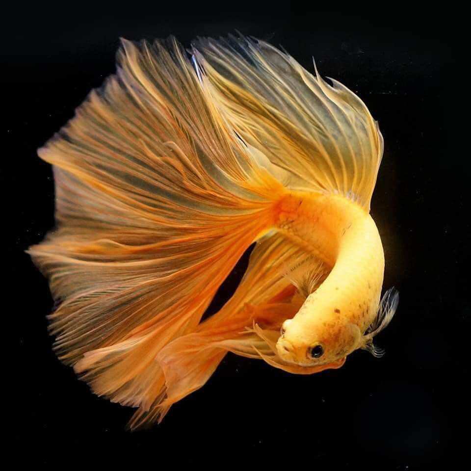 Betta Halfmoon trống