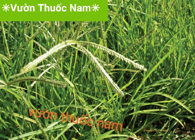 1kg cây cỏ mần trầu tươi cả rễ ( chỉ ship miền nam )