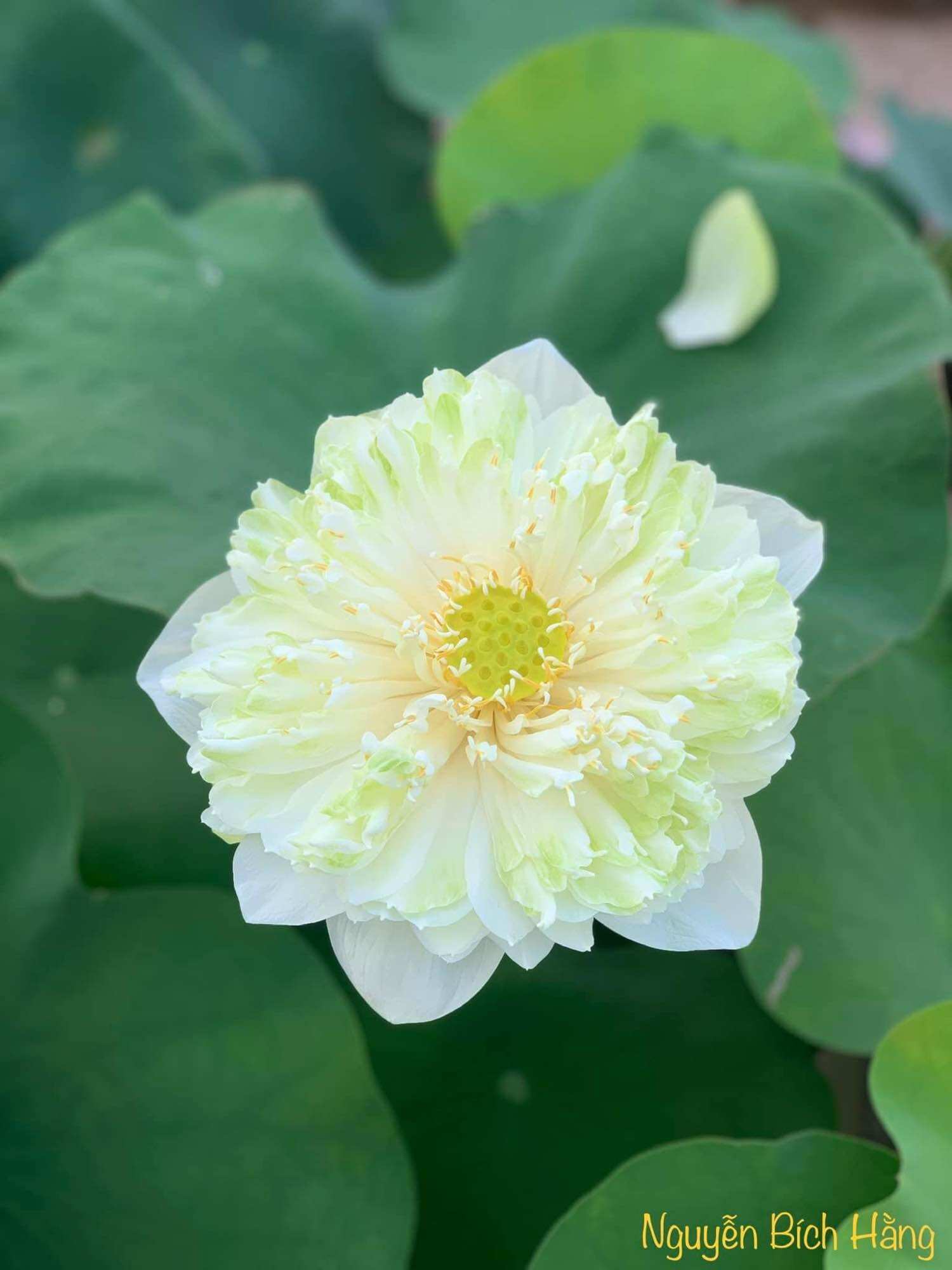 Củ ngó sen quan âm trắng