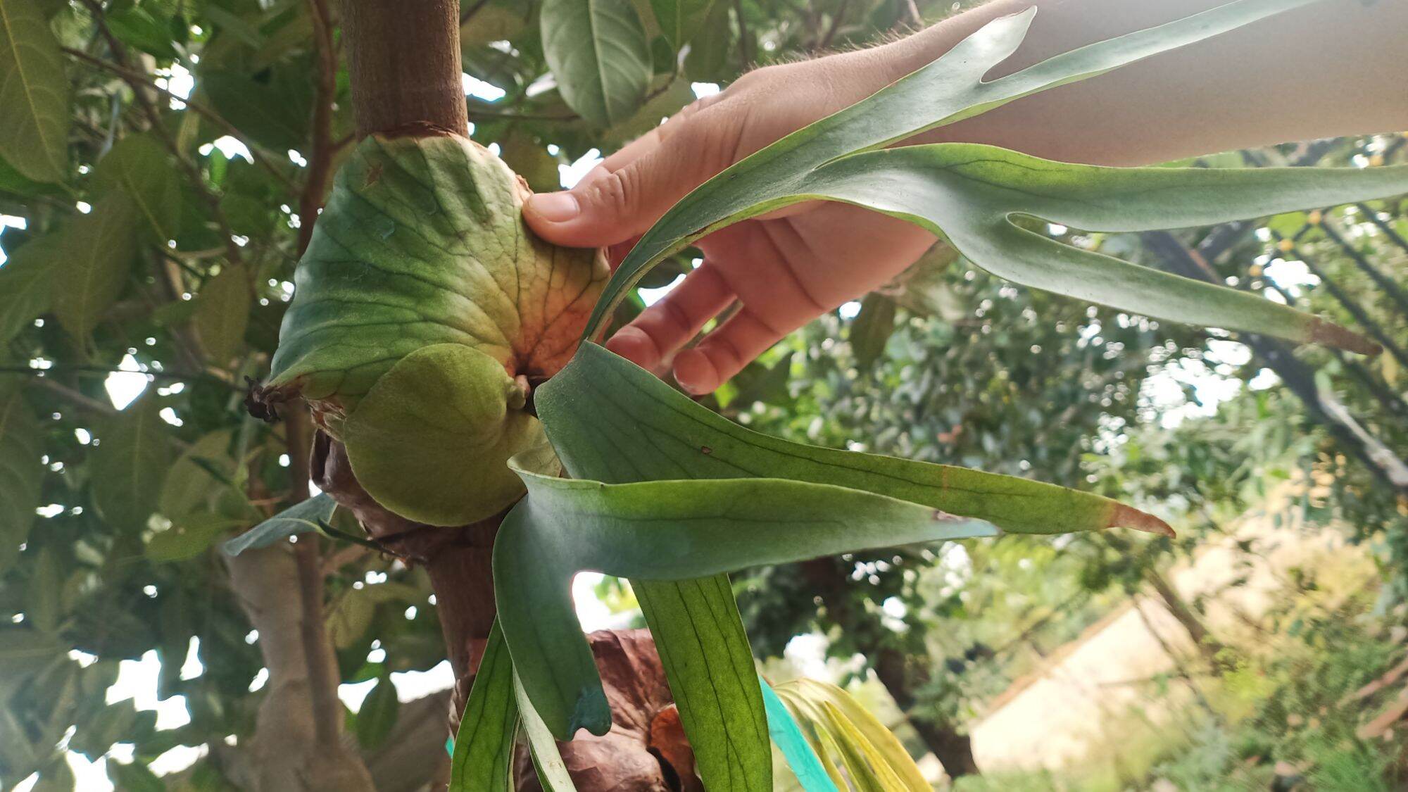 Cây Ổ Rồng