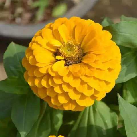Hạt giống cúc lá nhám