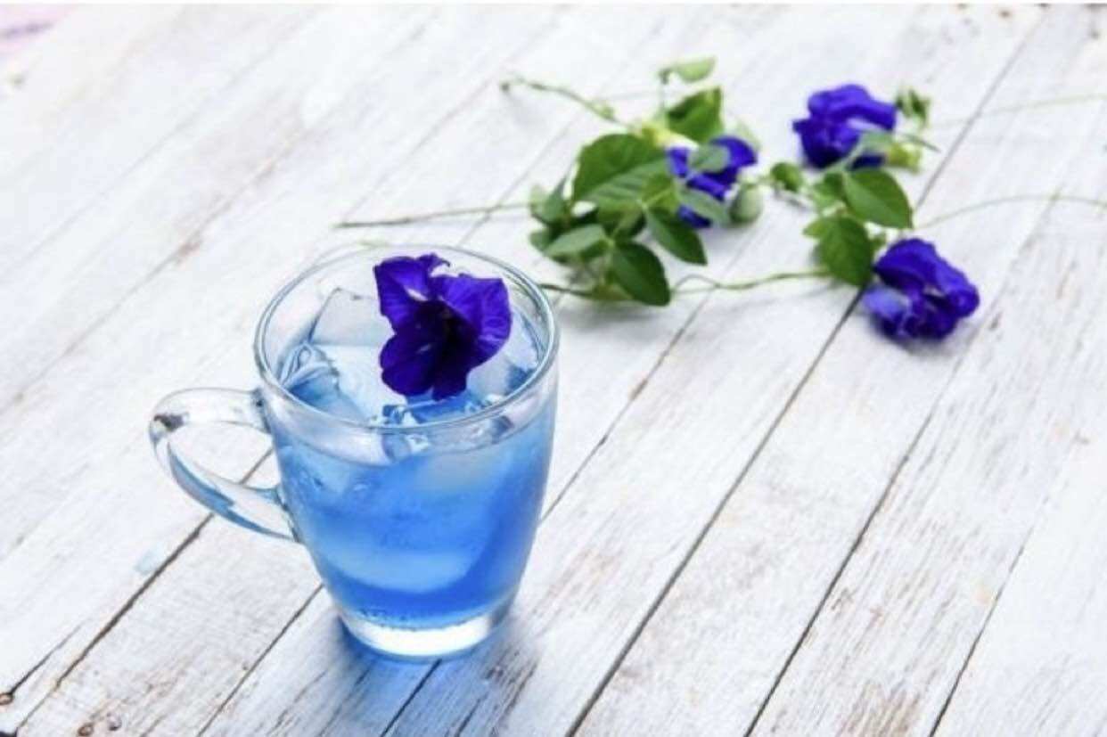 Cây đậu biếc
