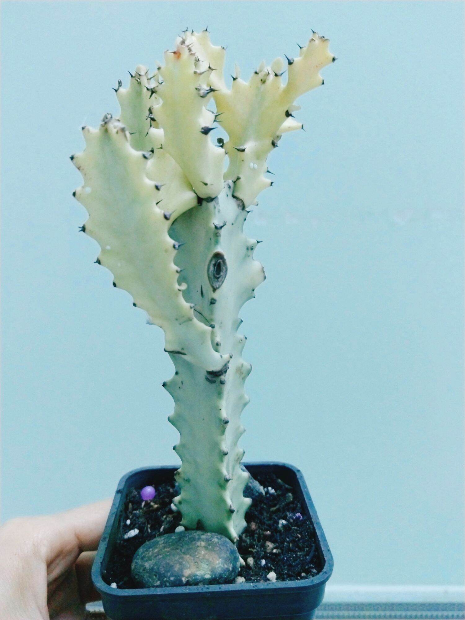 Xương rồng euphoria var trắng