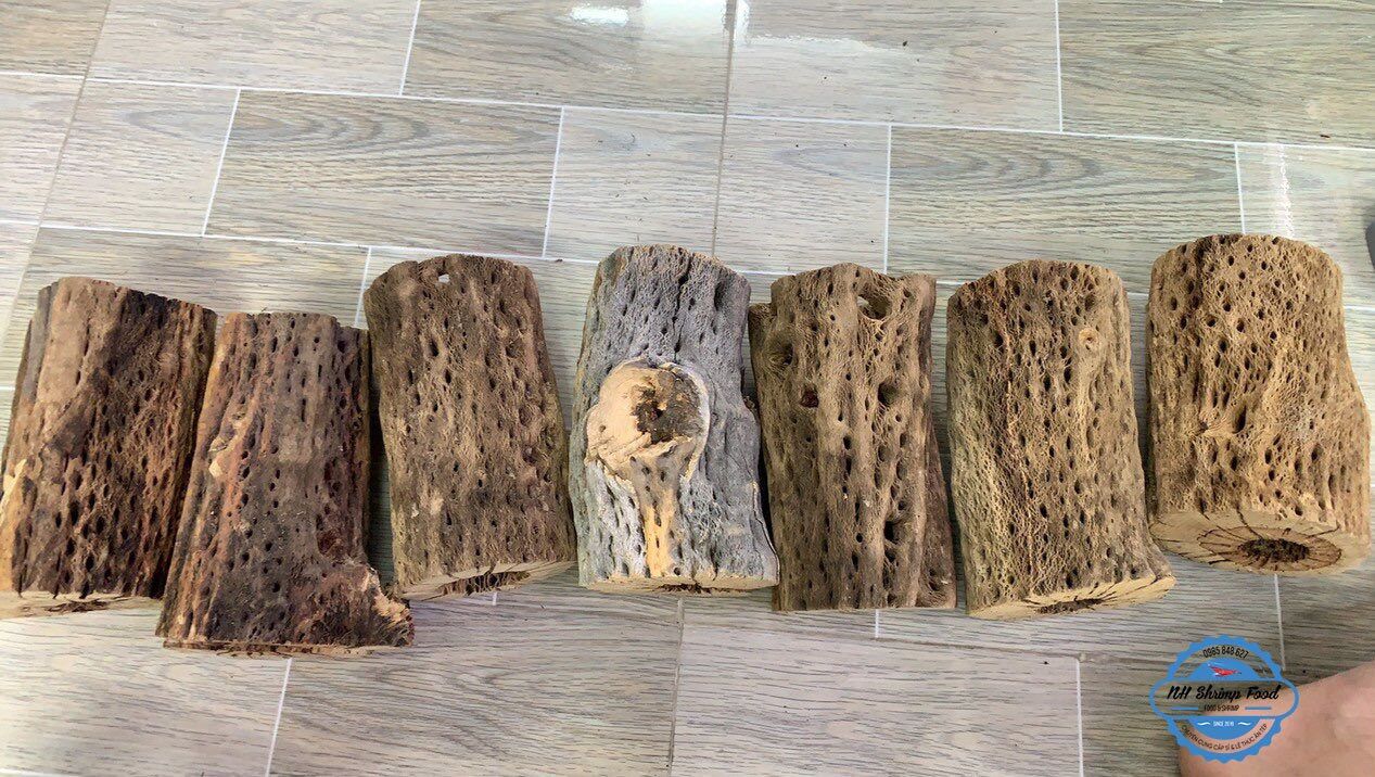 LŨA XƯƠNG RỒNG TEDDY BEAR CHOLLA CACTUS WOOD.