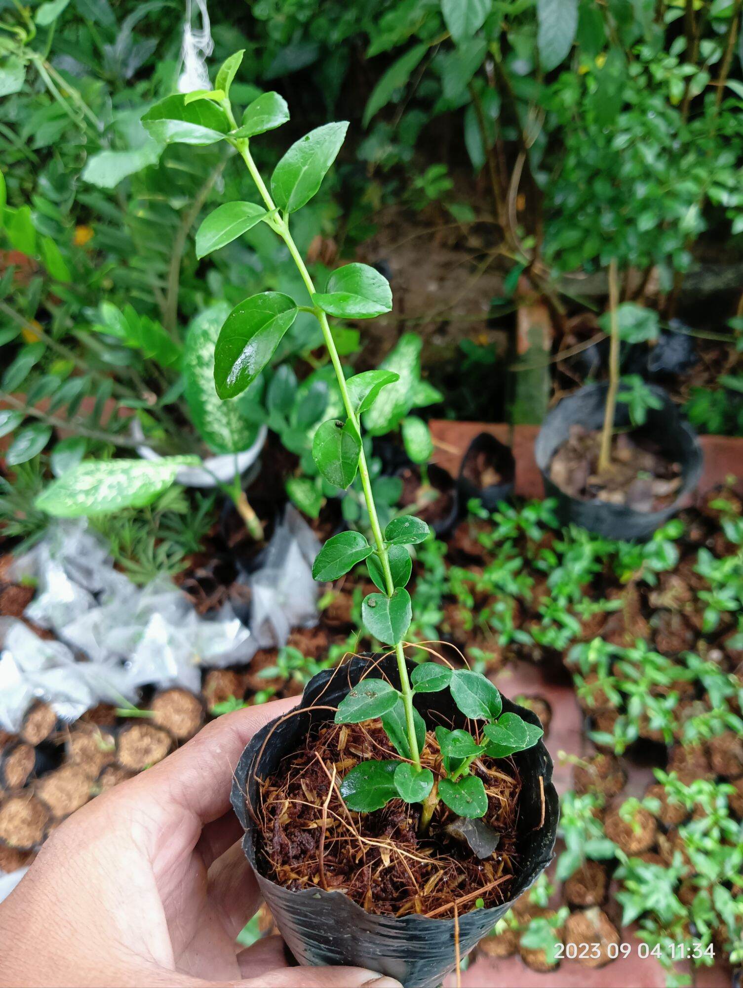 cây giống sam hương làm bonsai mini