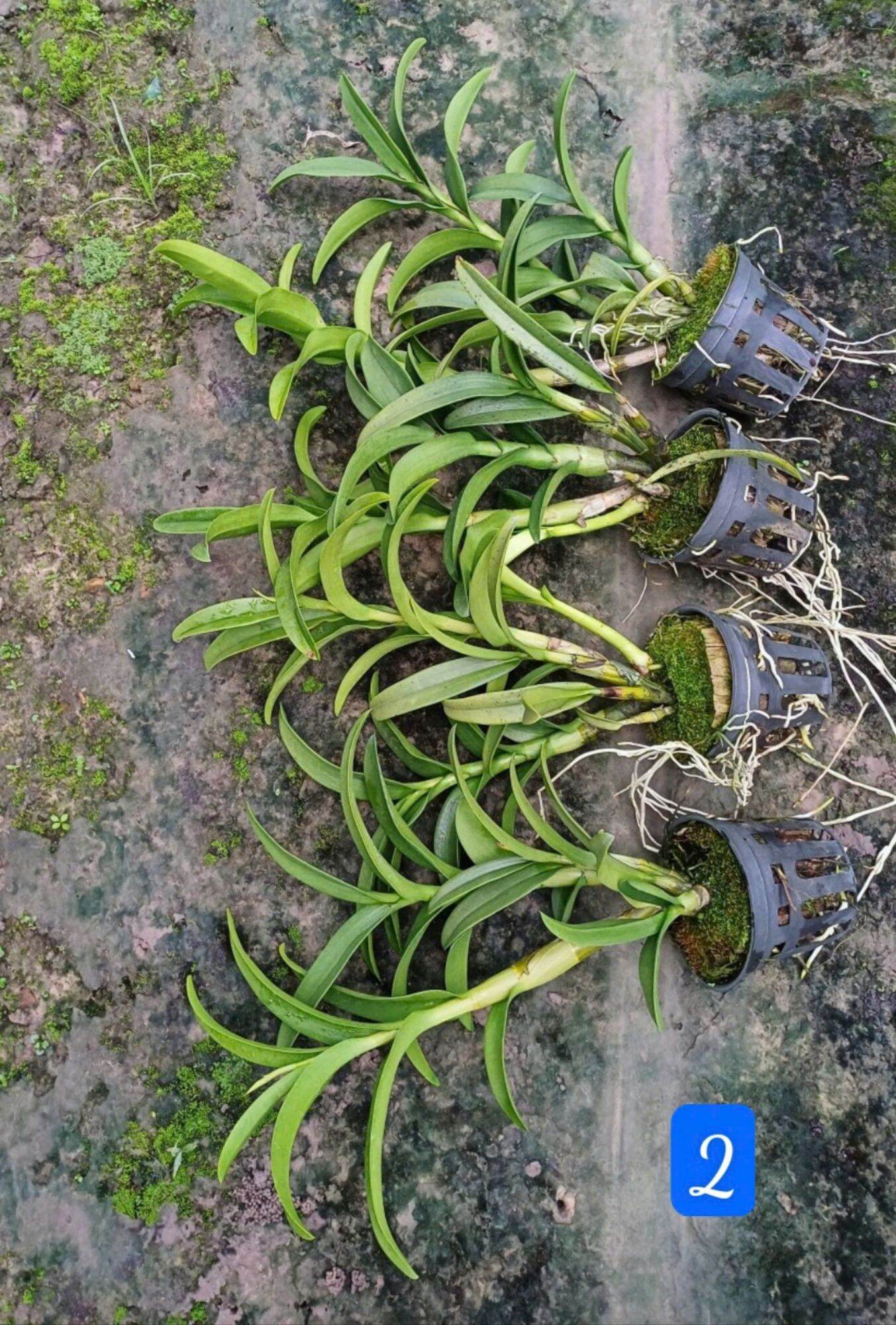 Denro nắng thơm pensoda trưởng thành sắp hoa