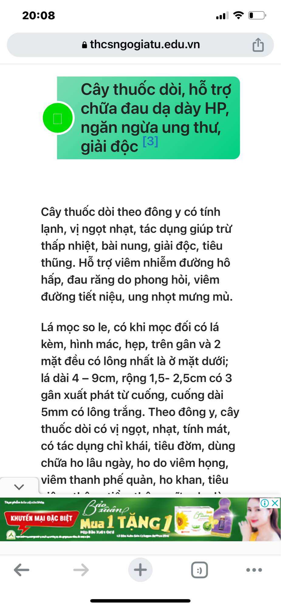 Bầu cây thuốc dòi/ bọ mắm
