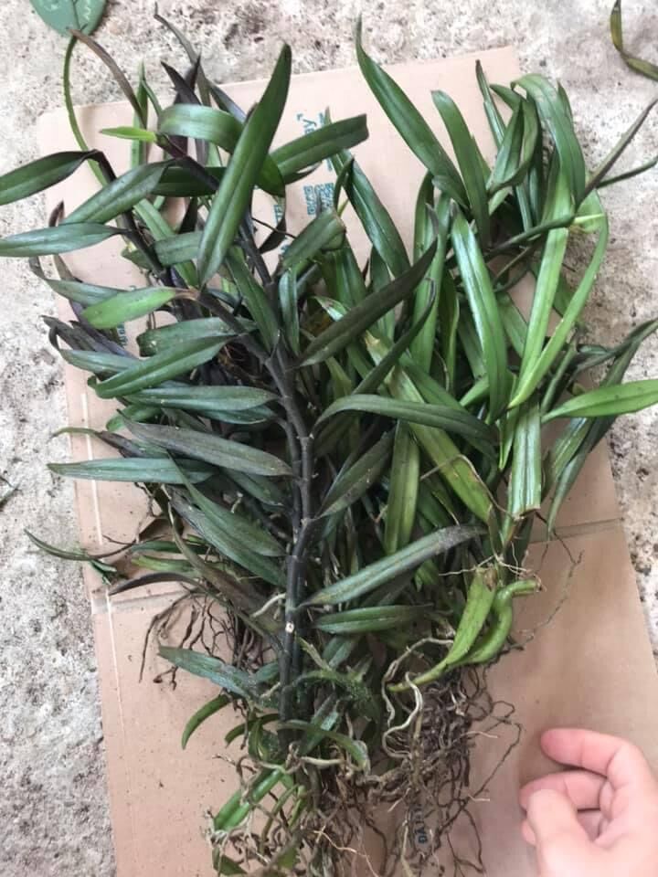 Hoa Lan thạch hộc tía(1 bó) vv