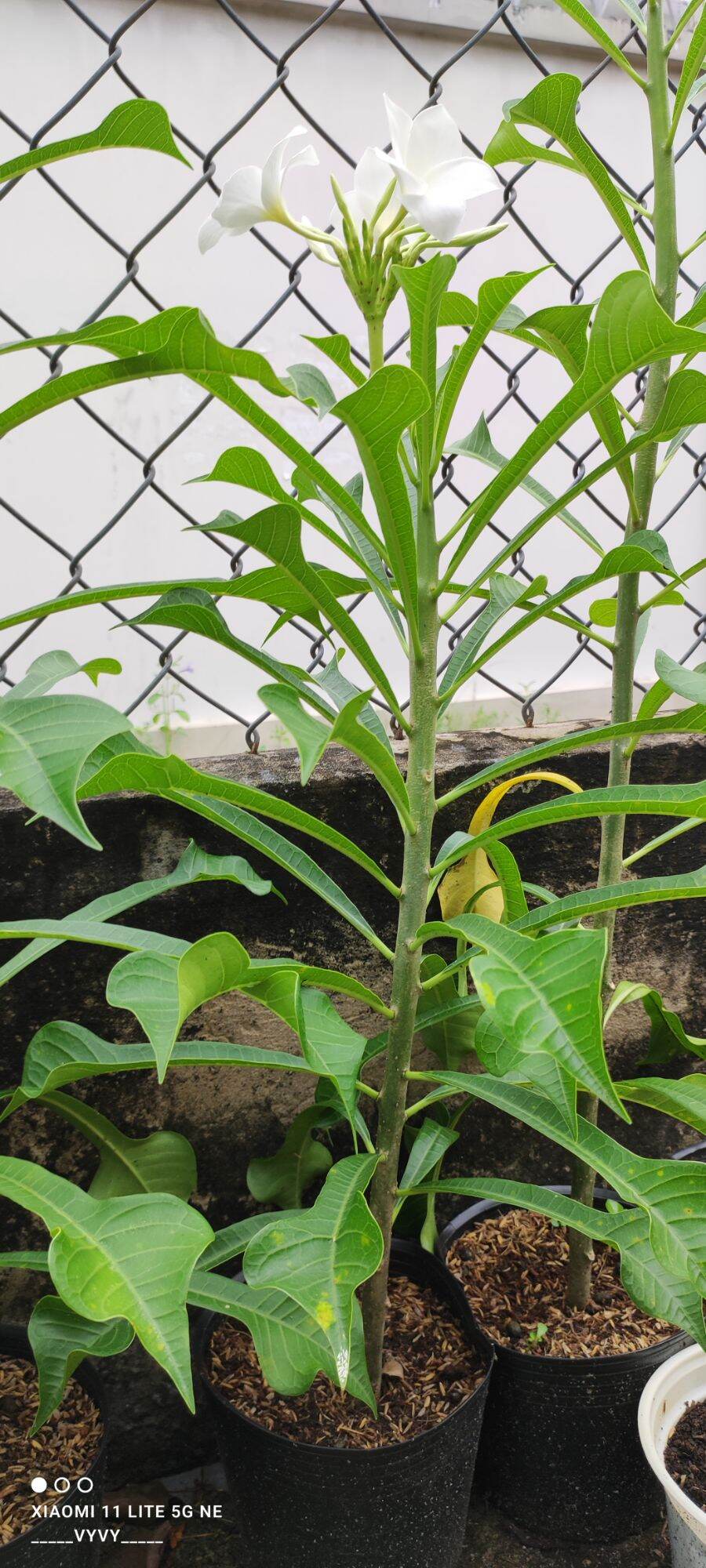Cây Sứ Hoả Tiễn