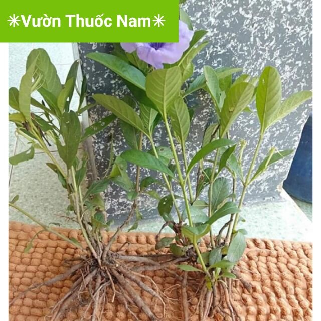 Combo 5 cây sâm tanh tách , cây trái nổ , cây sâm đất tanh tách làm giống