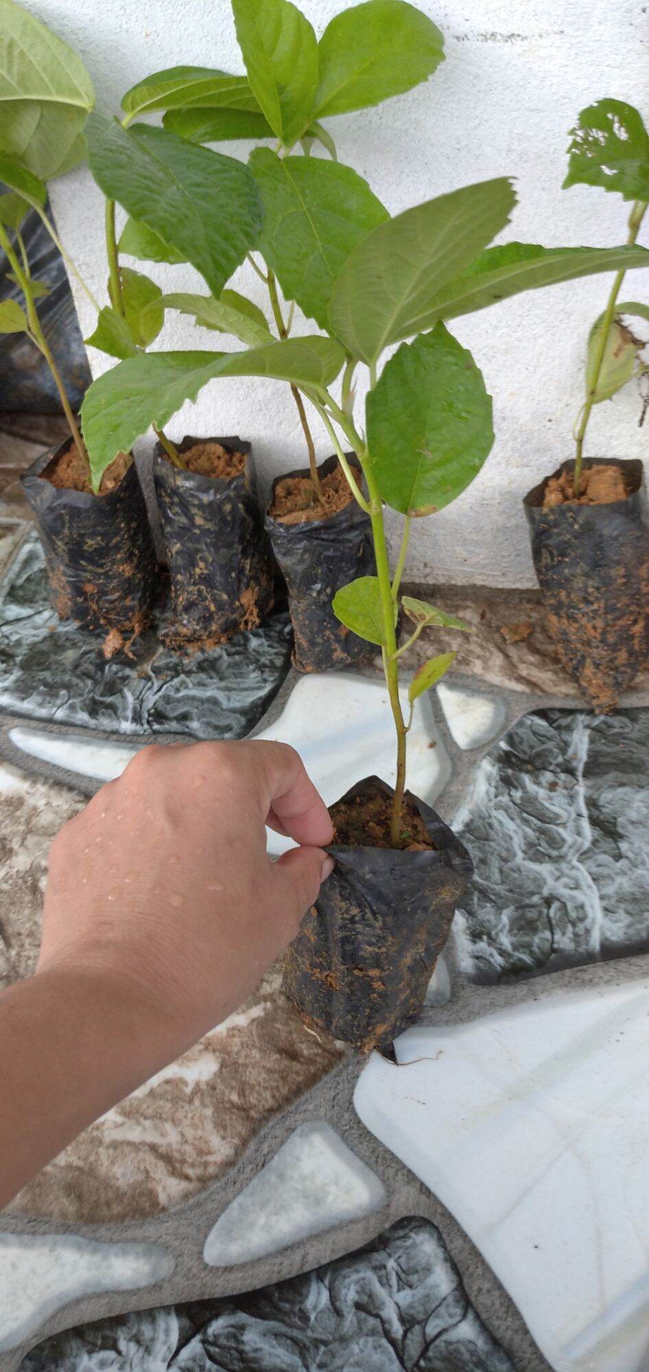 100ka 3 cây vả mật giống chuẩn. 0971183688