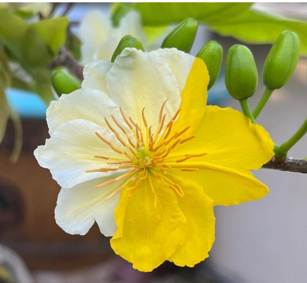Cây mai nhị ngọc toàn